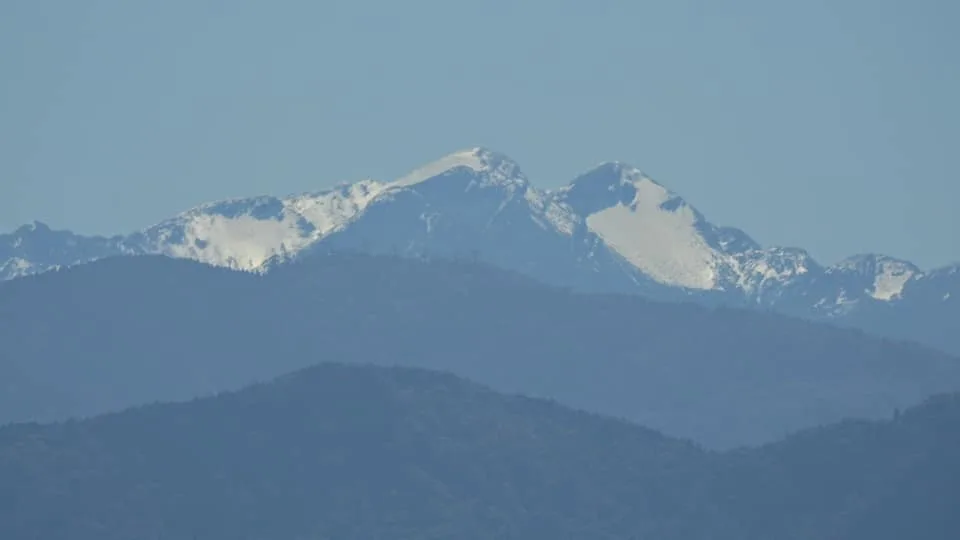 好漂亮！不用上山　客庄就能看到三月雪