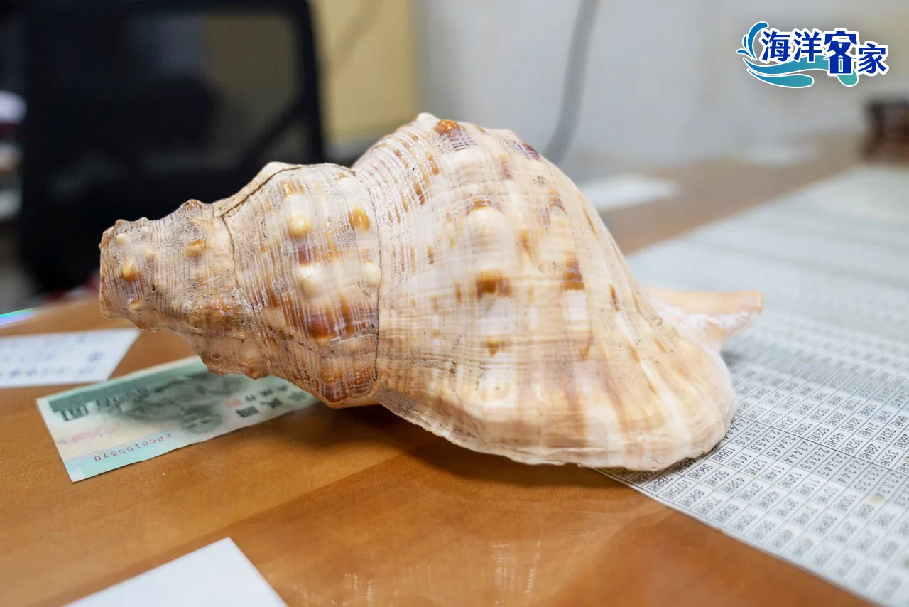 當海螺聲一響，大家便會協力將游入漁網內的魚獲拉上岸，不過現今會吹海螺的人已經不多了。范修語攝