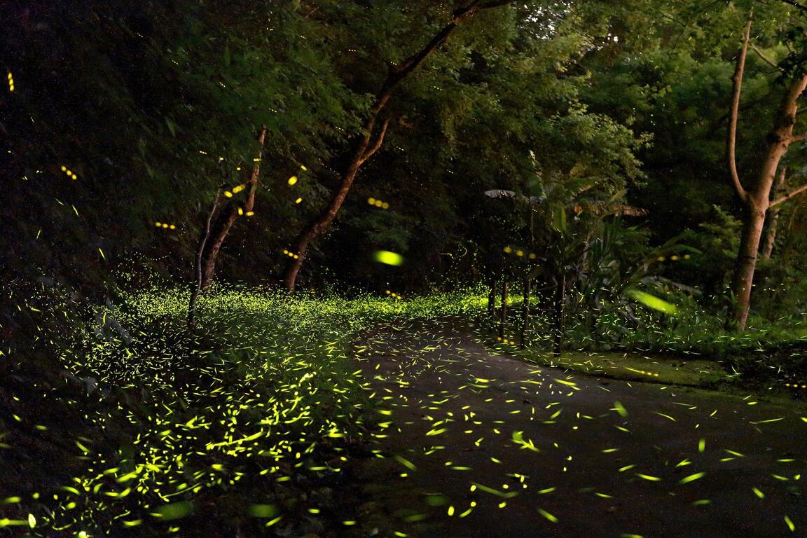 東勢林場為台灣最美的森林生態花園,亦是欣賞螢火蟲的絕佳場所。翻攝客庄小旅行網站