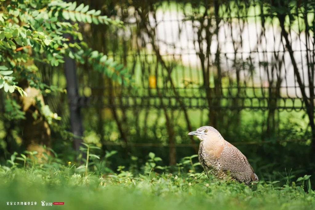 冬山河園區美麗的鳥類。宋佩遙攝。