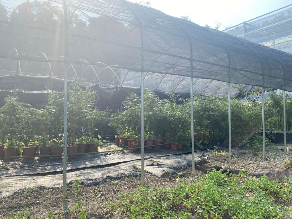林試所苗圃園。南投縣魚池鄉公所提供