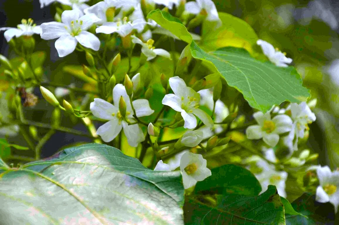桐花預計4到5月盛開。南投縣國姓鄉公所提供