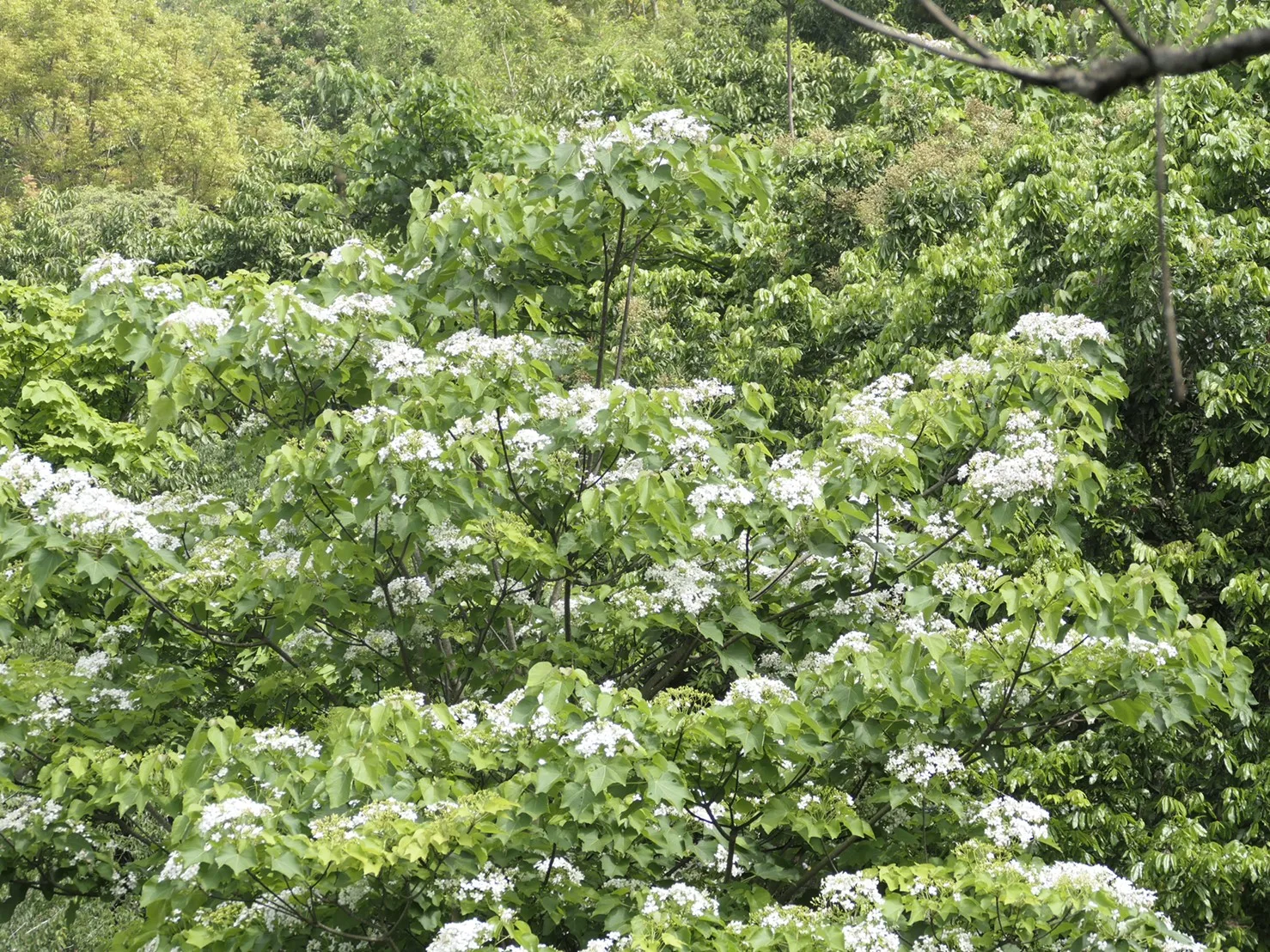 【五月雪】台南桐花開了！　這些地方也陸續開花