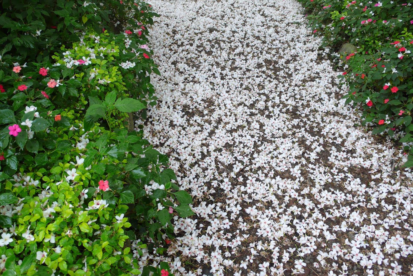 桐花落下，雪一般的步道吸引遊客前往拍照。資料照片