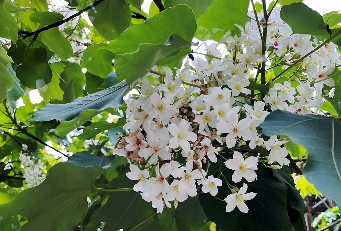 國姓鄉桐花盛開。梅俊譯提供