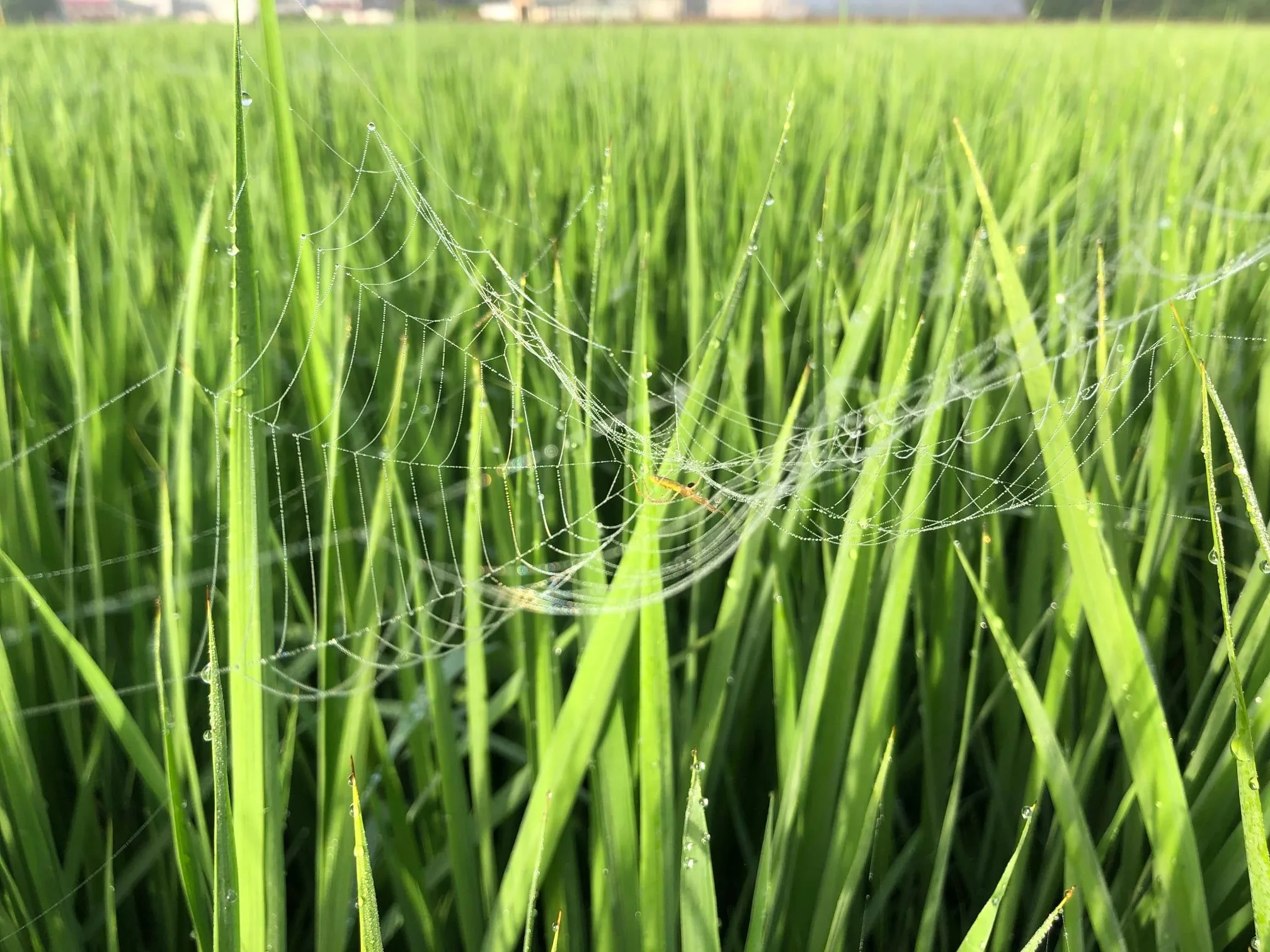 長腳蛛是稻田常見的益蟲，是友善水稻田指標物種。導演李慧宜提供