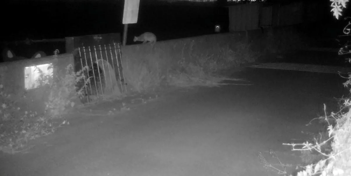 監測相機捕捉到石虎通過老庄溪野生動物跨河通道。苗栗縣政府提供