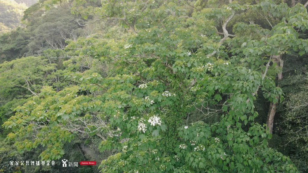 苗栗縣獅潭鄉桐花樹空拍。宋佩遙攝。