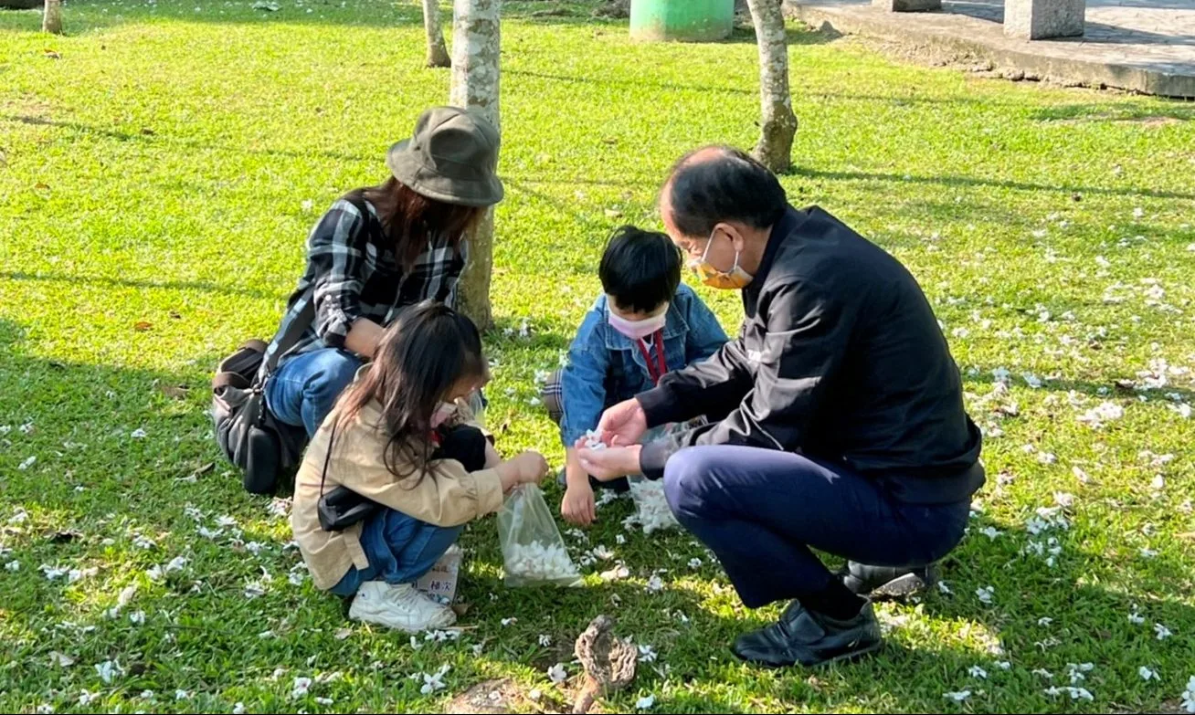 遊客撿拾蒐集桐花隨風飄落在草地上的雪白桐花。埔里鎮公所提供