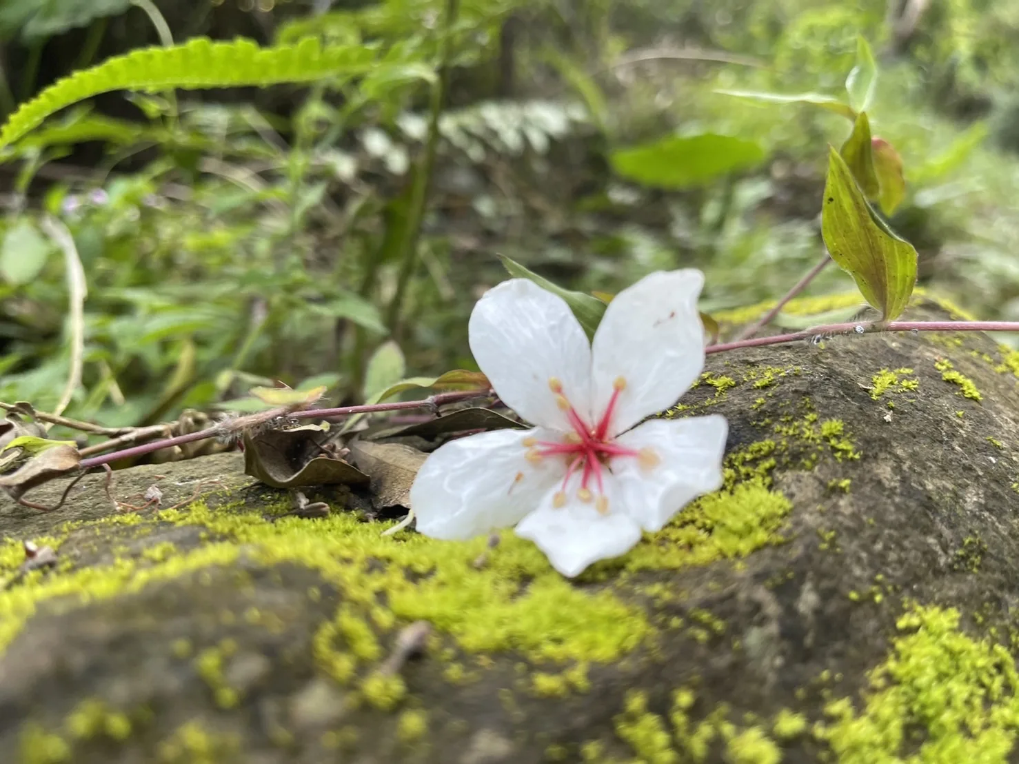 4月桐花陸續盛開，客新聞來到獅潭，直擊雪白桐花美景。宋佩遙攝