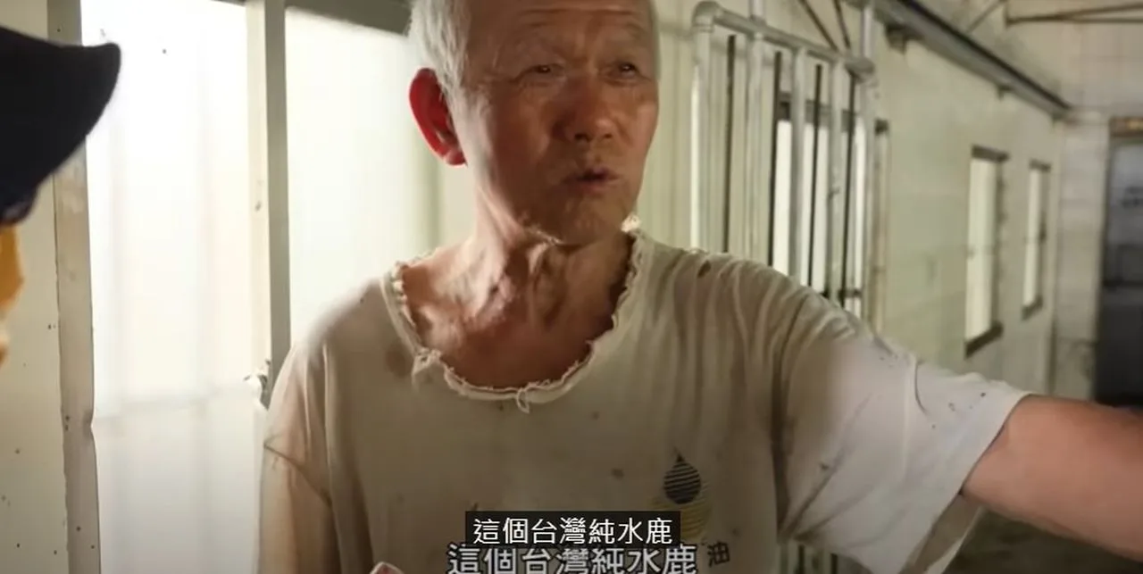 農場阿伯帶著孫女到他的鹿寮看他所養的鹿,阿伯表示這些都是台灣水鹿。翻攝自影片。