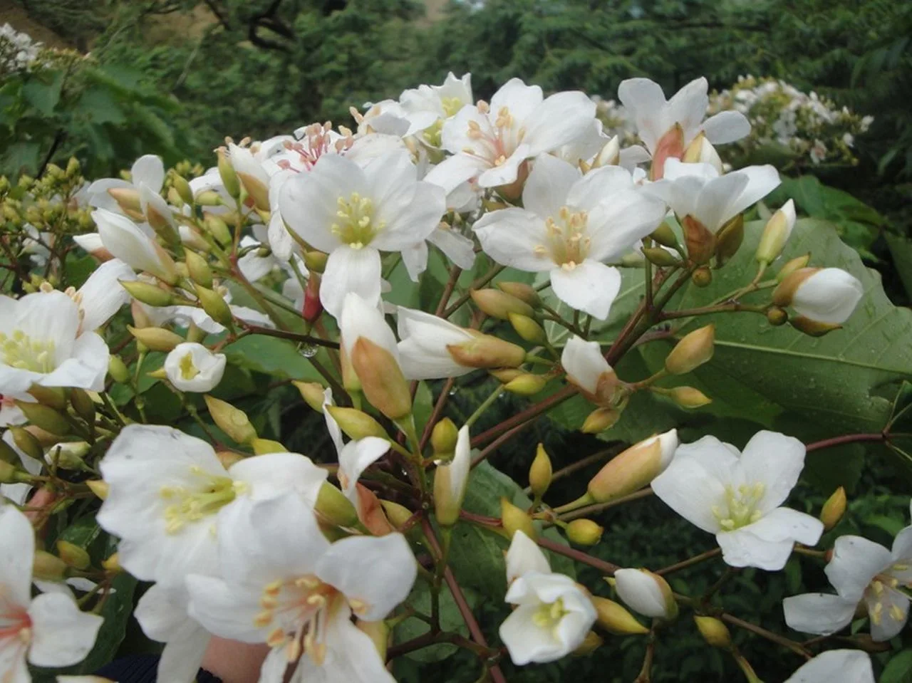 沒年4-5月桐花盛開。火炎山生態教育館提供。