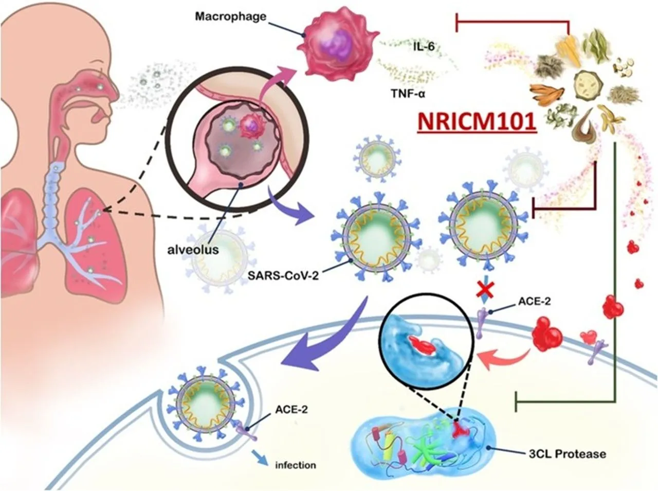 SARS-CoV-2發病機轉。引用自https://www.ncbi.nlm.nih.gov/pmc/articles/PMC7676327/