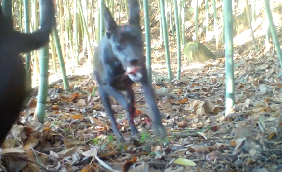 獨家／野狗成群東勢山區獵食　石虎、山羌生存受威脅