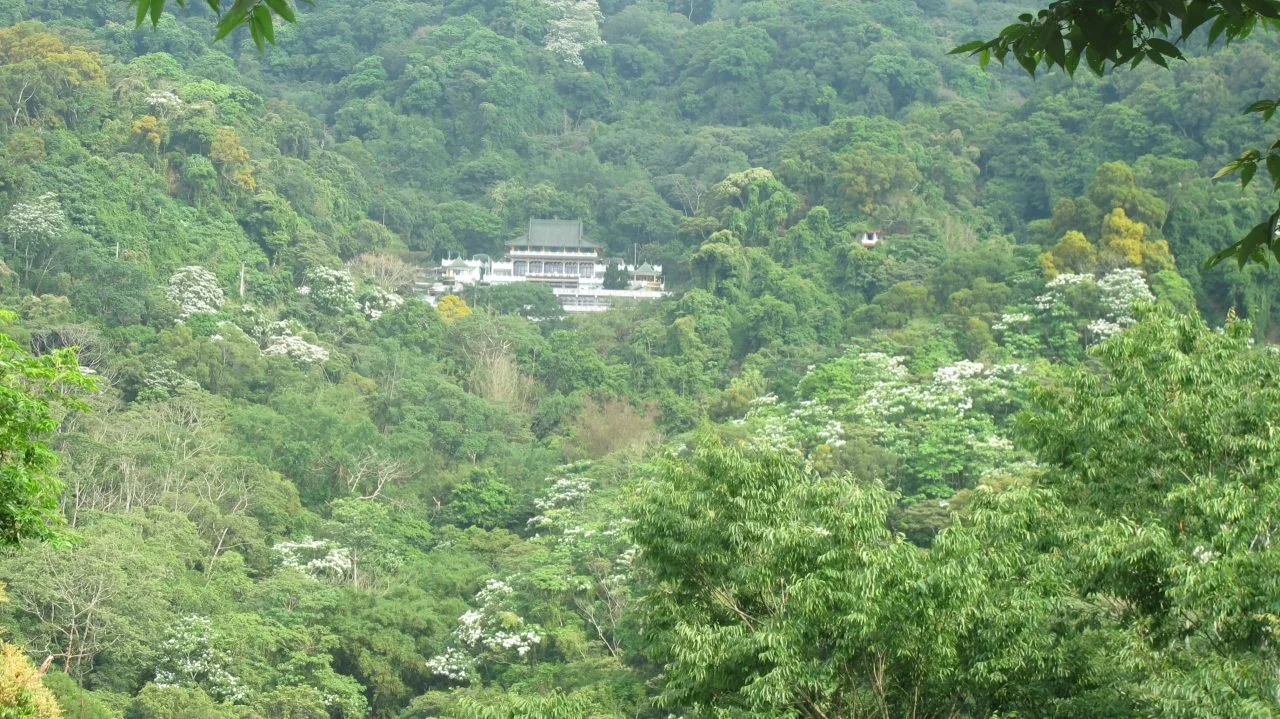 頭屋彌勒山普光寺是水寨下古道中繼點，五月桐花盛開。何來美攝