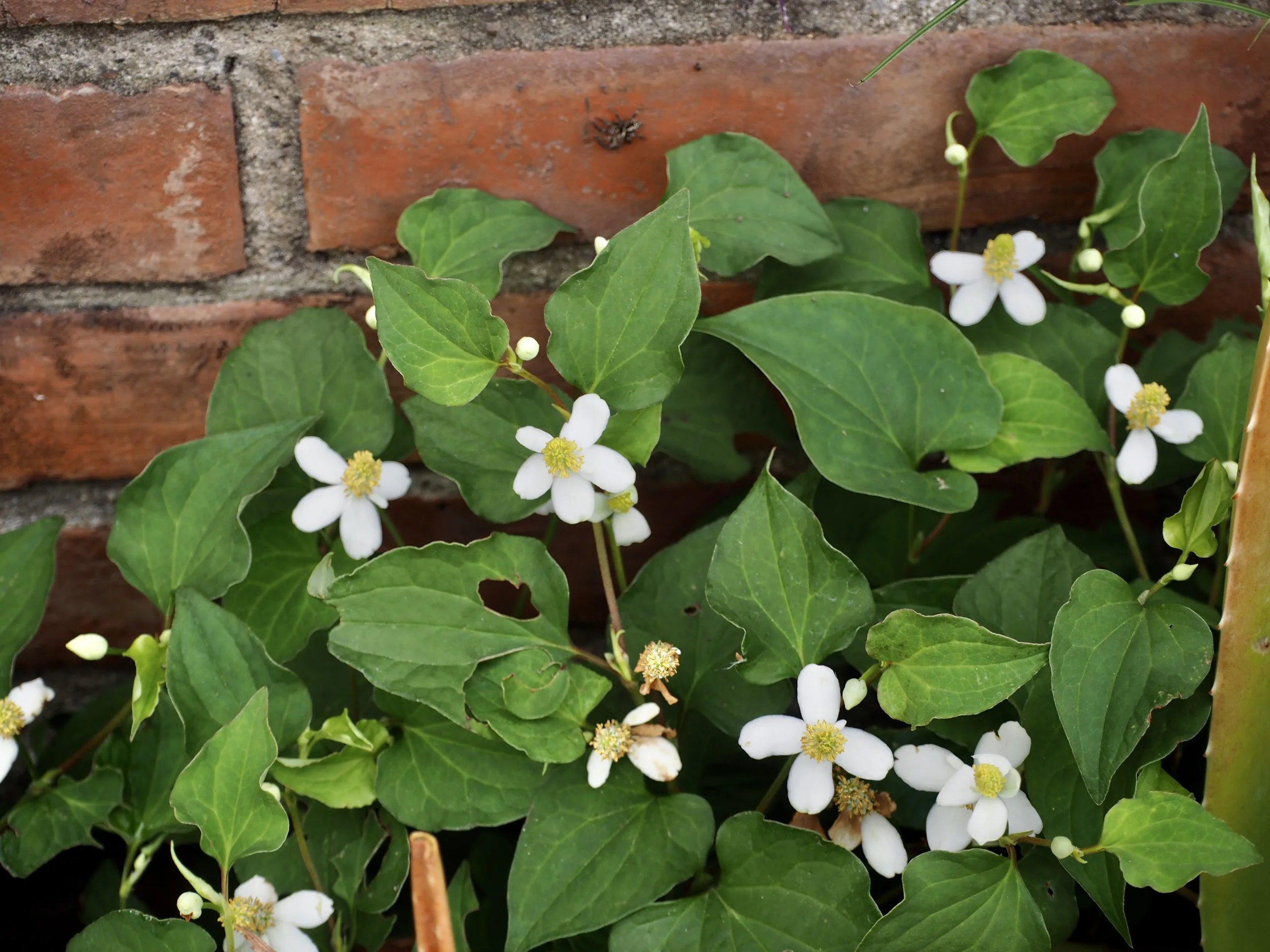 魚腥草（houttuynia cordata），客家人叫狗貼耳，矮矮的貼牆或伏地而生。蕭秀琴攝