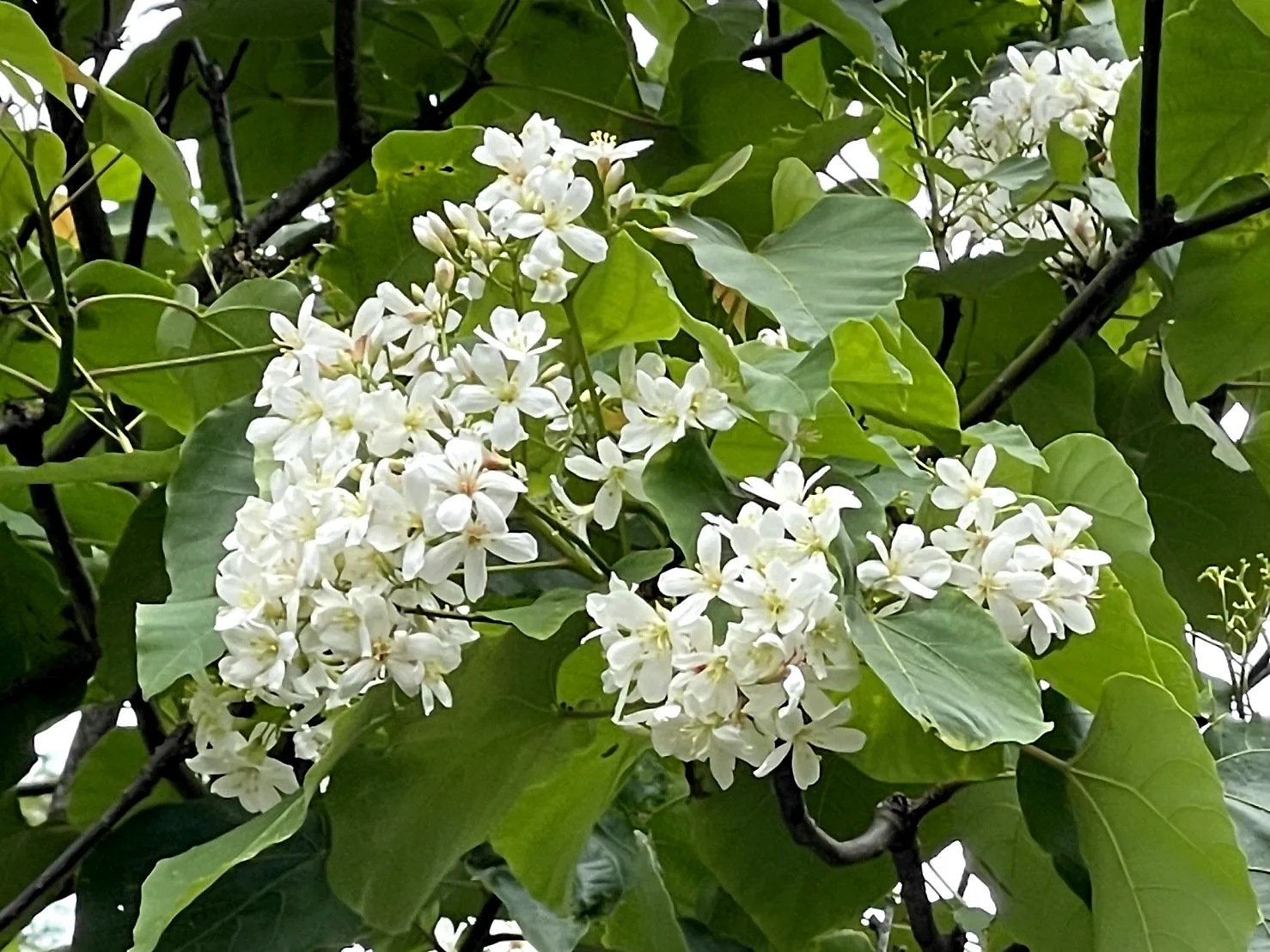 南投山區桐花盛開,隨處可見五月雪。楊靜茹攝