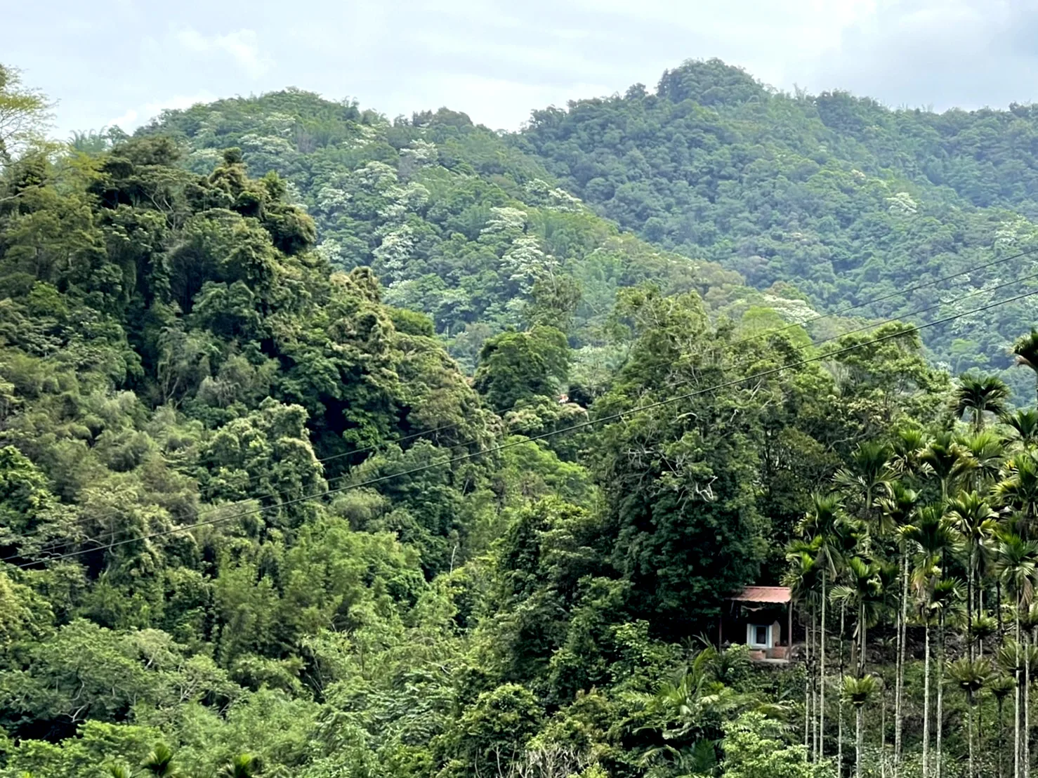沿著投131線經車埕到水里新興村,沿途青翠山坡都點綴著白色桐花。楊靜茹攝