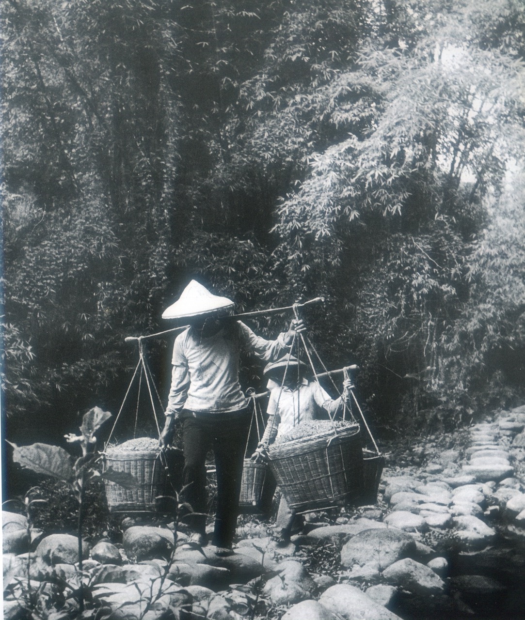 客家婦女擔頭重。1959年苗栗新英。邱德雲攝，作者提供