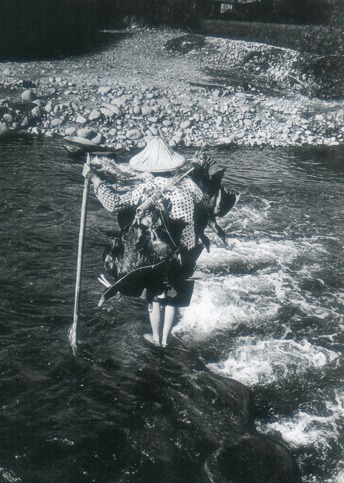 收購雞鴨販賣的婦人涉後龍溪急流過河。1959年苗栗。邱德雲攝