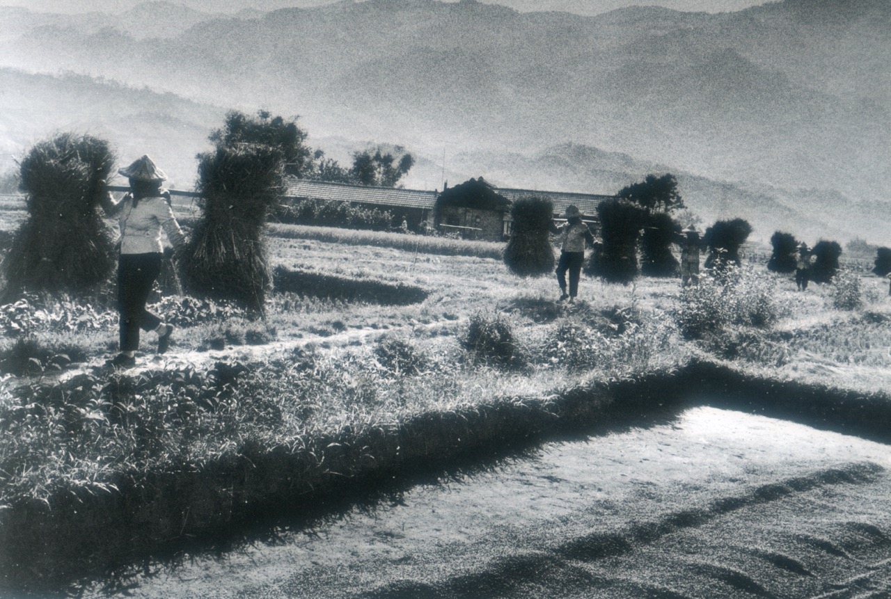 客家婦女傍晚挑柴薪回家。1965年公館石圍墻。邱德雲攝，作者提供