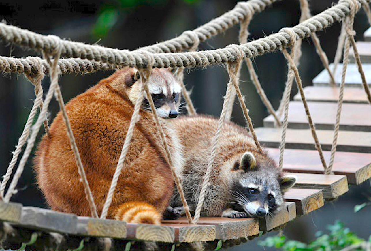 客庄超萌浣熊陪你度假　花東縱谷「新光兆豐休閒農場」祭優惠入場