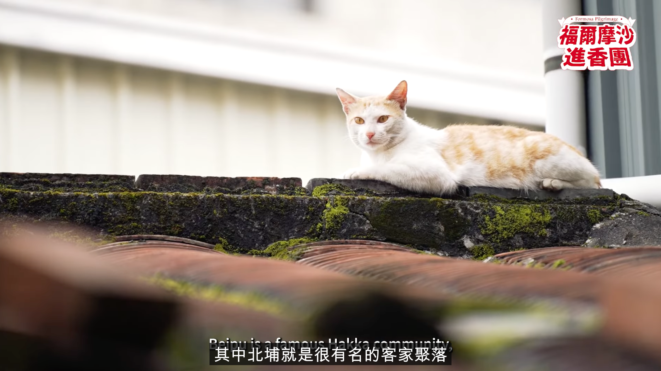 翻攝文總YT