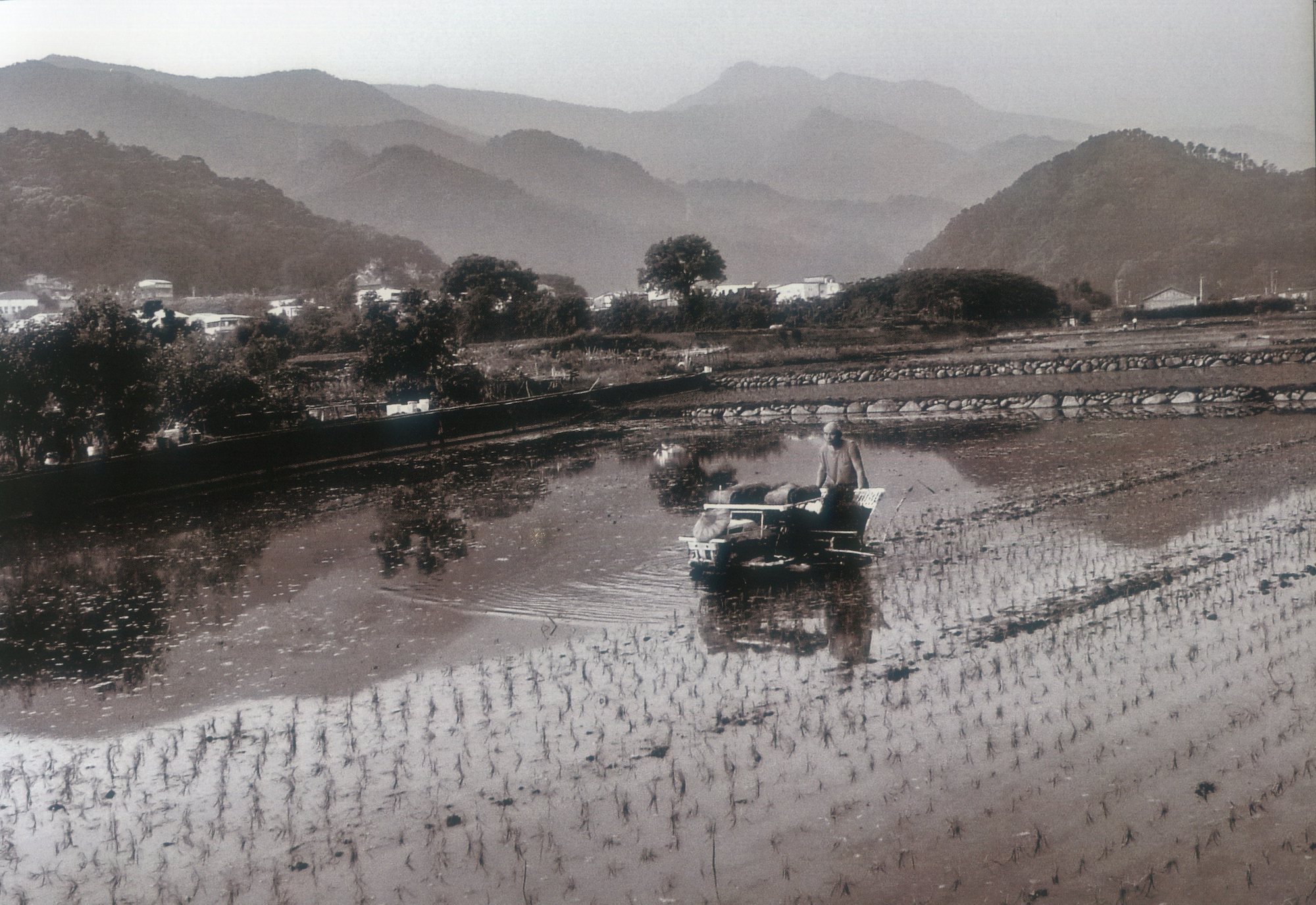 蒔田。2006年南庄東村。李湞吉攝