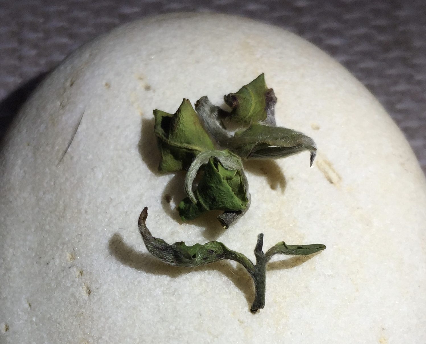著蜒茶並不是一開始就被辨識出價值所在。蕭秀琴攝