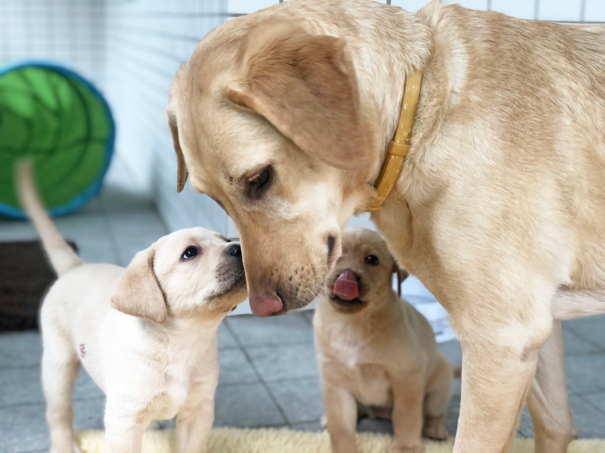 歐洲「幼犬瑜珈」風潮引爭議　義大利首開禁令