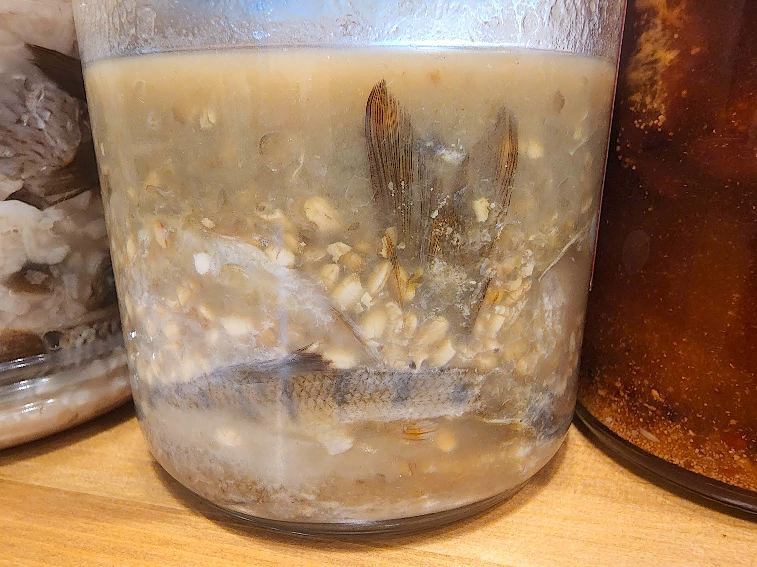 現在埔里的噶哈巫族，以乾炒糯米來醃漬「給」，圖為石賓魚給。吳哲銘攝