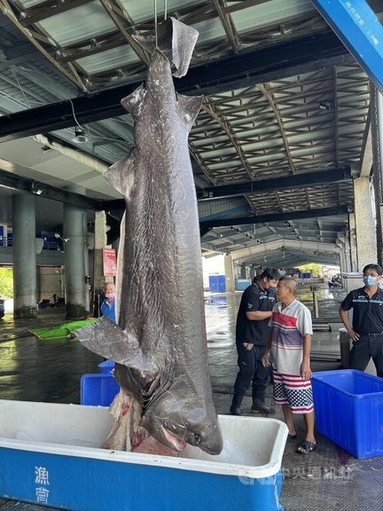 台東新港漁港捕獲的一尾鯊魚，經水產試驗所東部海洋生物研究中心鑑定為「灰六鰓鯊」，此一物種被認為是世界上最古老的鯊魚，比恐龍還老。中央社