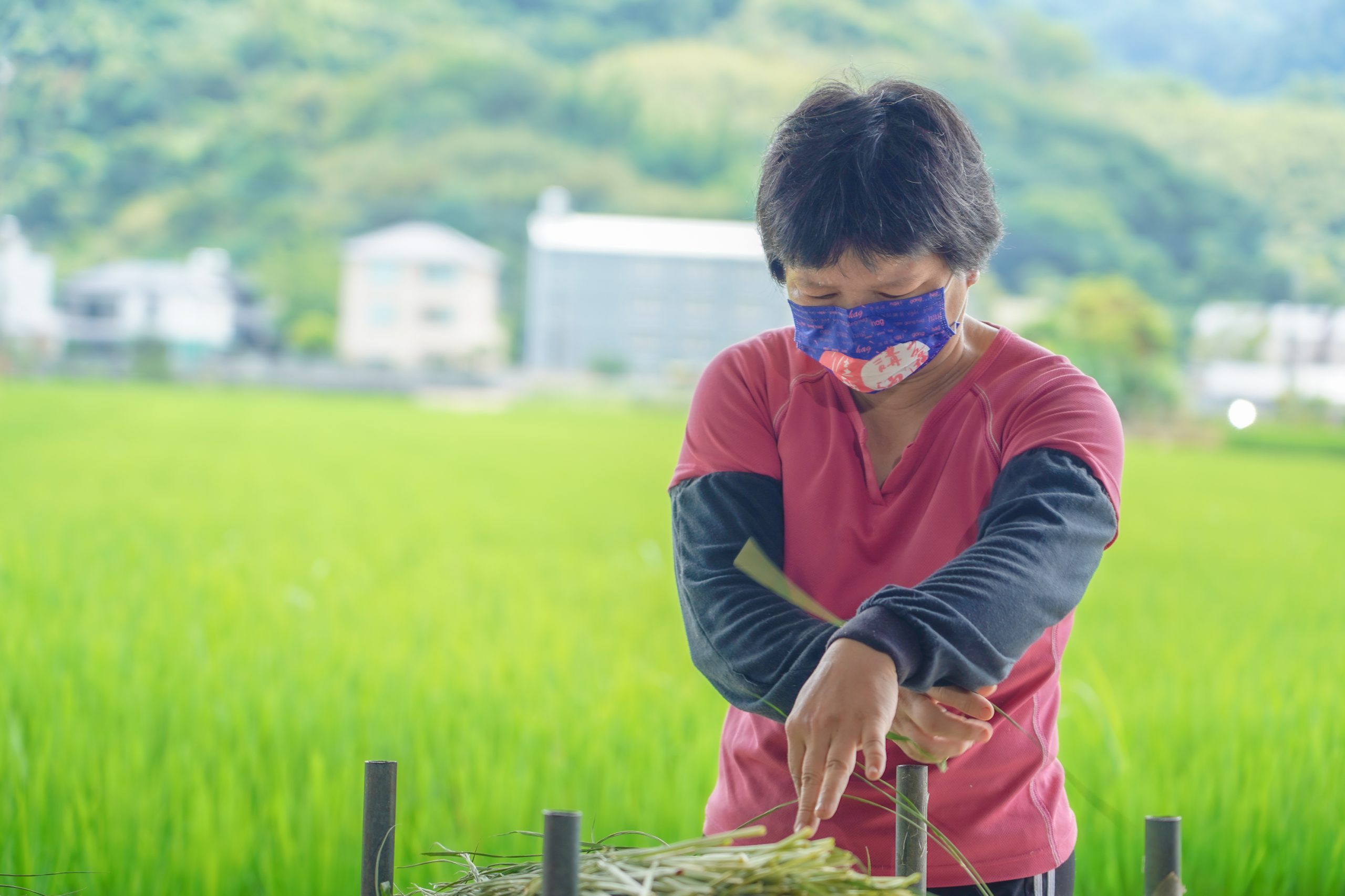 《傳、傳》注連繩曾慧萍師傅，整理稻稈。客傳會