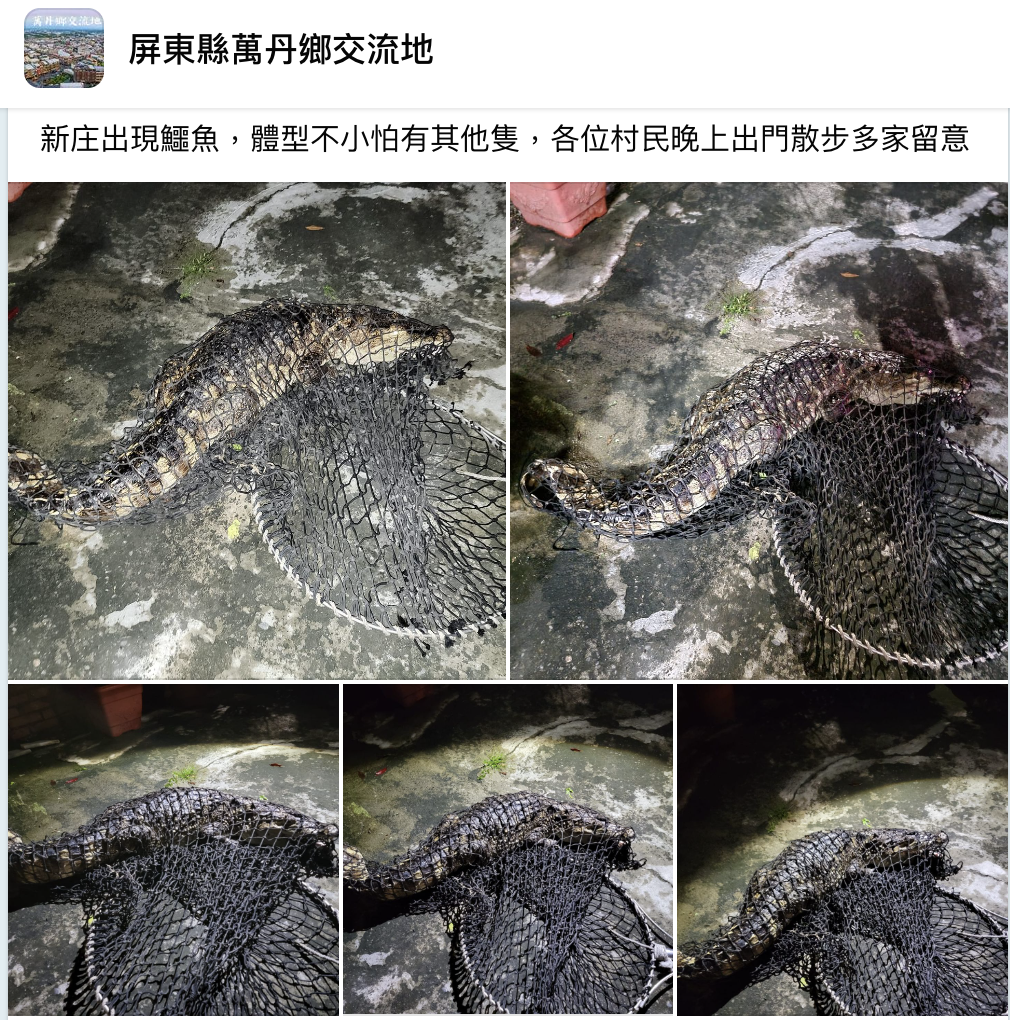 屏東萬丹地區水溝出現鱷魚。翻攝於屏東縣萬丹鄉交流地社團
