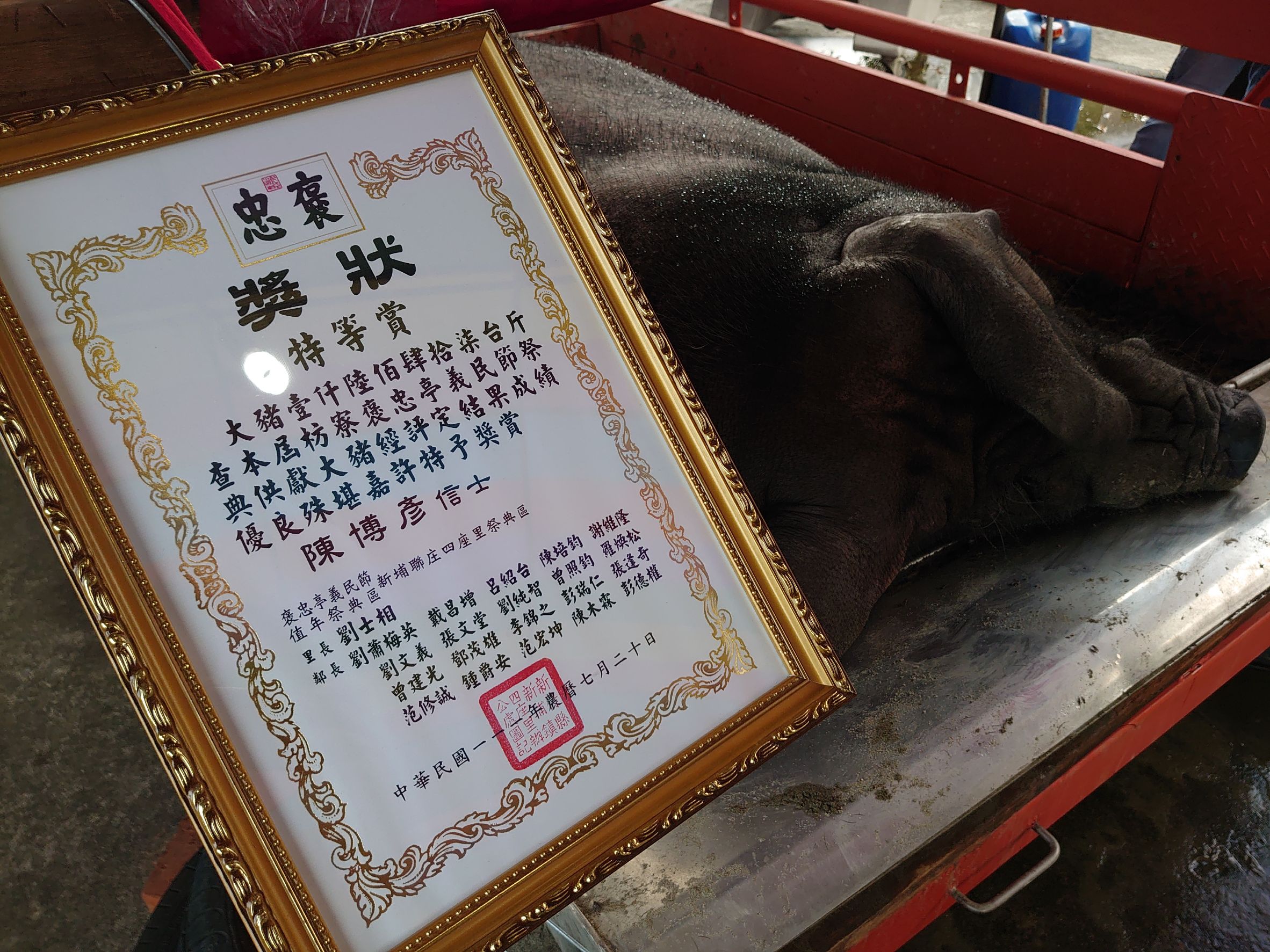 特等獎神豬。