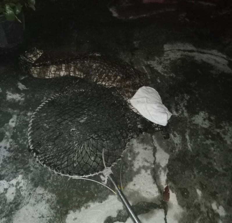 屏東縣萬丹鄉泉興路旁水溝內11日晚間出現一隻約1.5公尺長的鱷魚，警消獲報合力圍捕，順利將鱷魚束縛帶回。屏東消防局提供