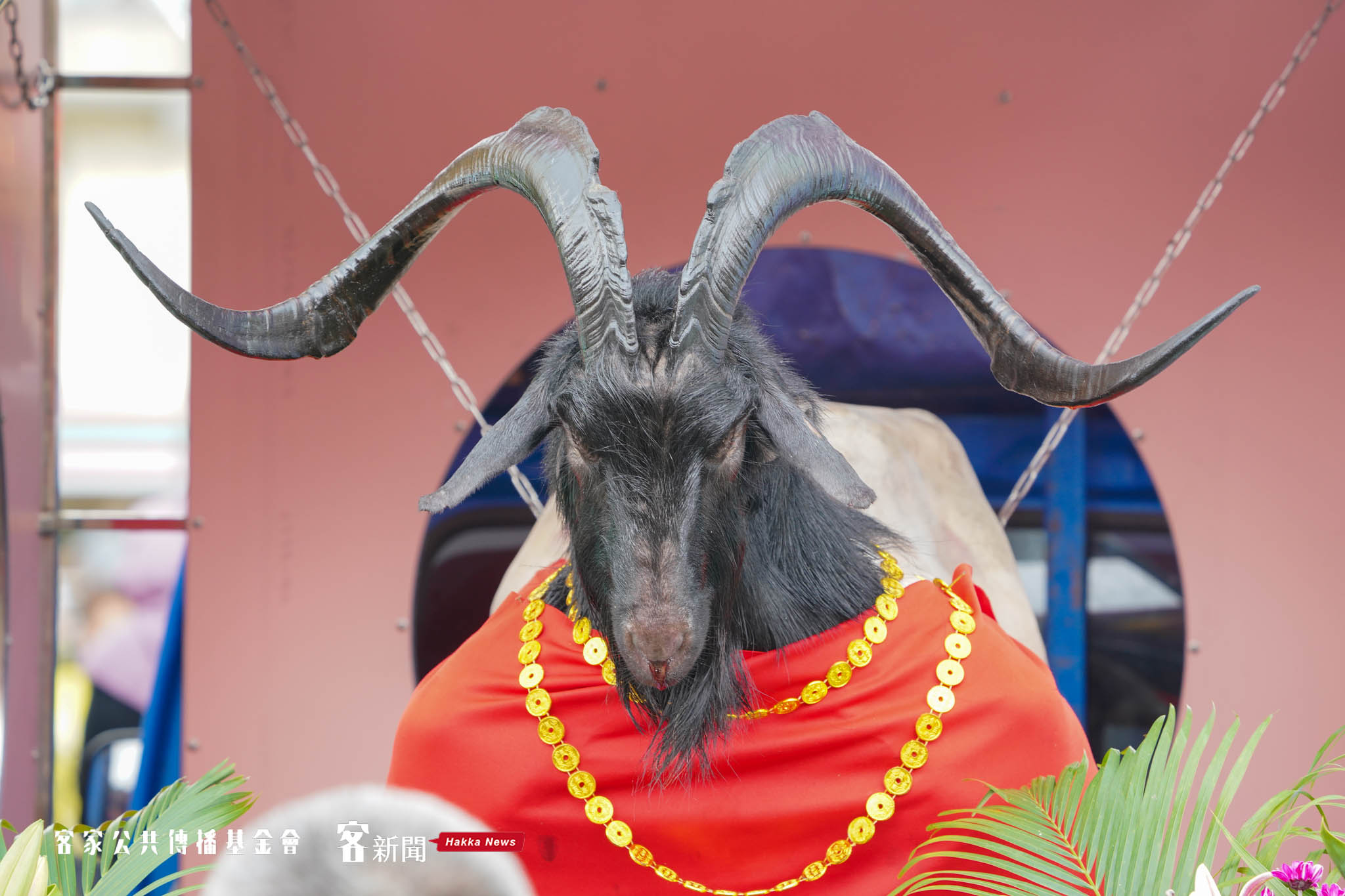 義民祭典中祭祀的神羊。莊勝鴻攝