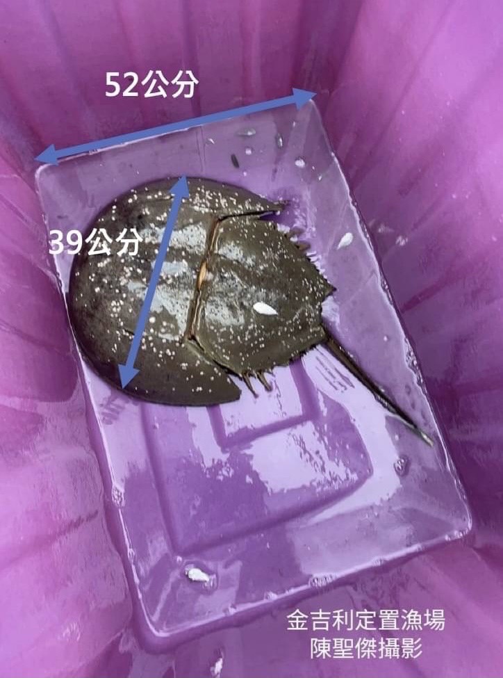 香山濕地外海發現巨大三棘鱟頭胸甲直徑39公分。新竹市府提供