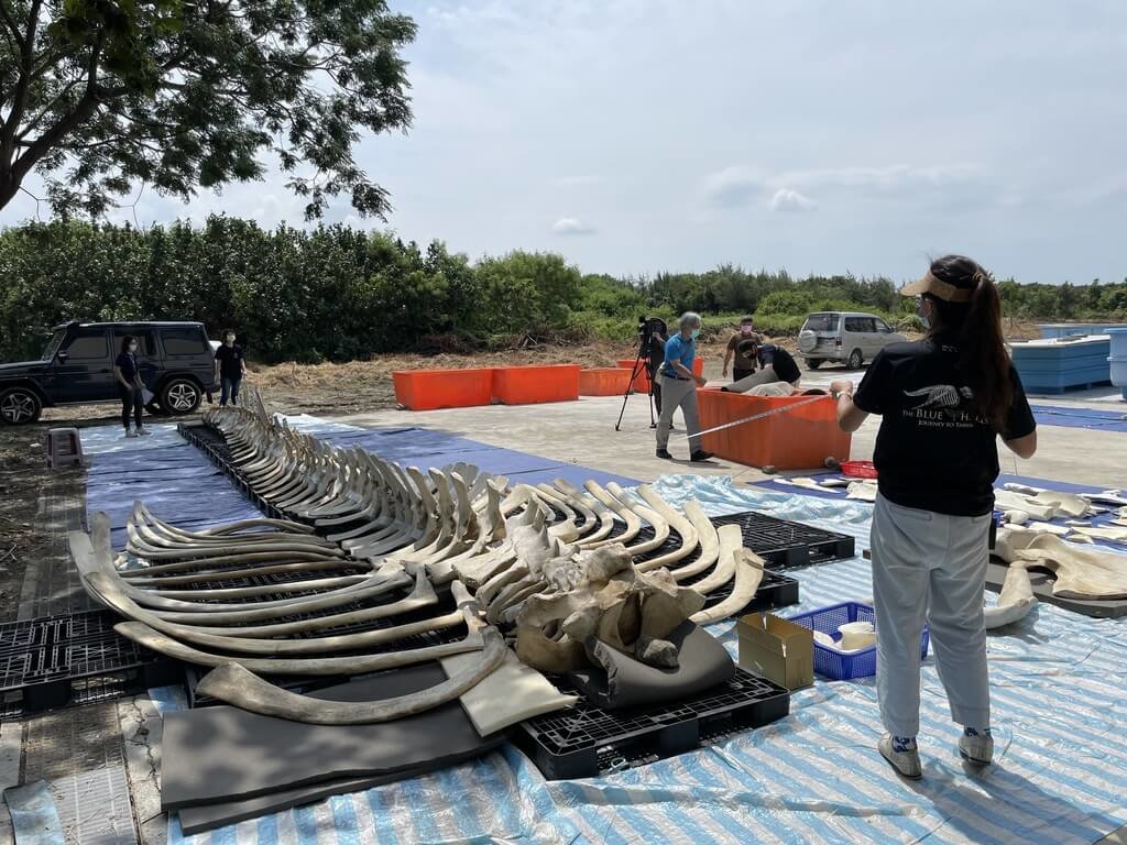 台東海岸線2年前發現死亡的擱淺藍鯨,由於全球數量稀少、樣本珍貴,海洋保育署與成功大學、海洋生物博物館合作,將以藍鯨骨骼3D建模技術輔助修復。海洋保育署提供