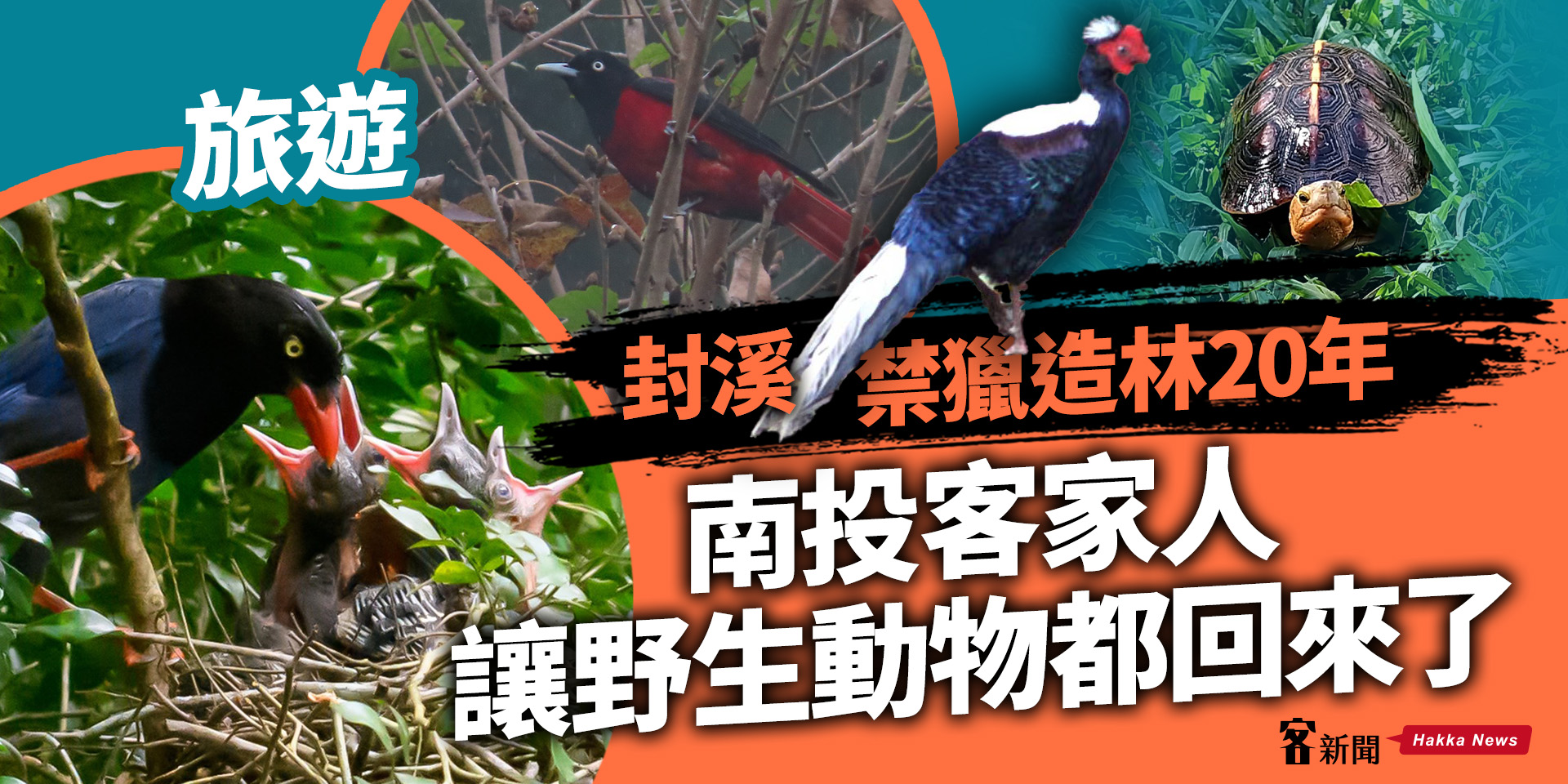 旅遊／封溪禁獵造林20年　南投客家人讓野生動物都回來了