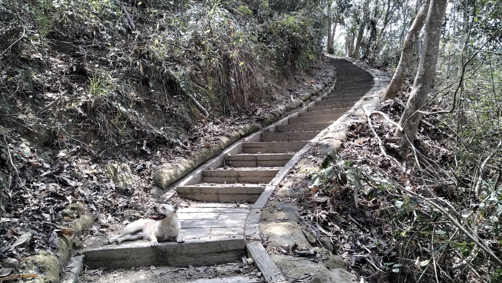 猴洞坑保育區有多條登山步道，此為巨葉榕步道，途中設有休憩涼亭。邱金章提供