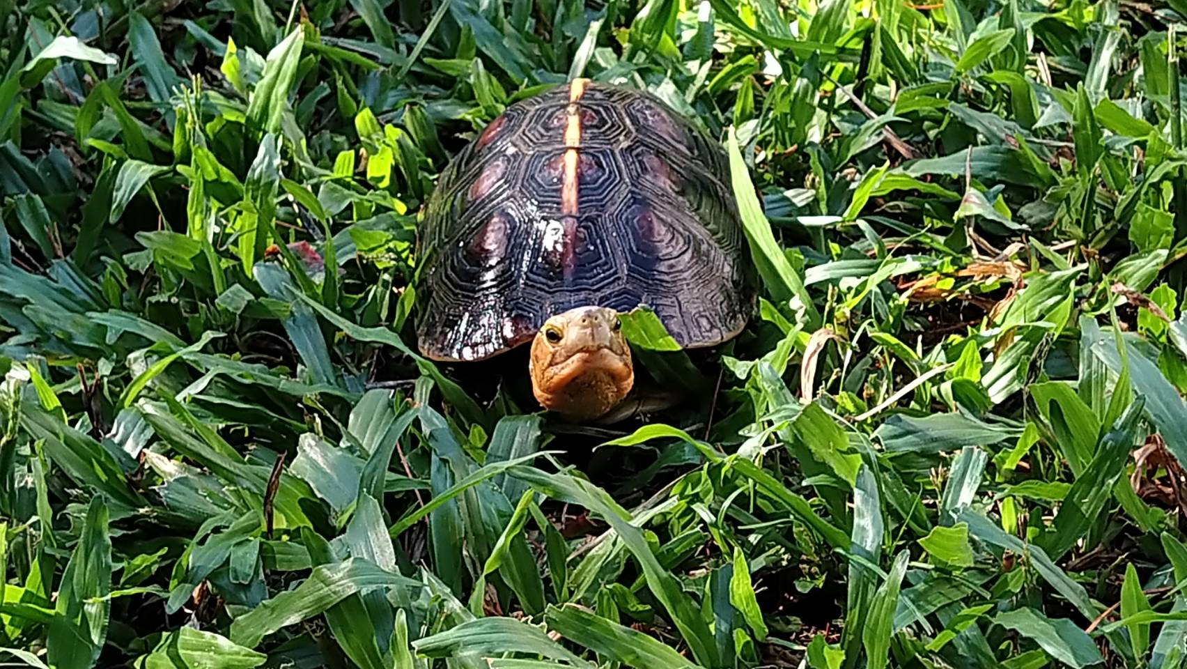 一級保育野生動物食蛇龜，是台灣唯一的陸棲性淡水龜。邱金章提供