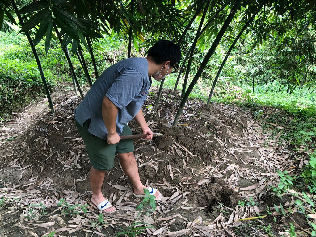 成功報名體驗活動後，一早青農就會帶領大家去採筍。新北市客家局