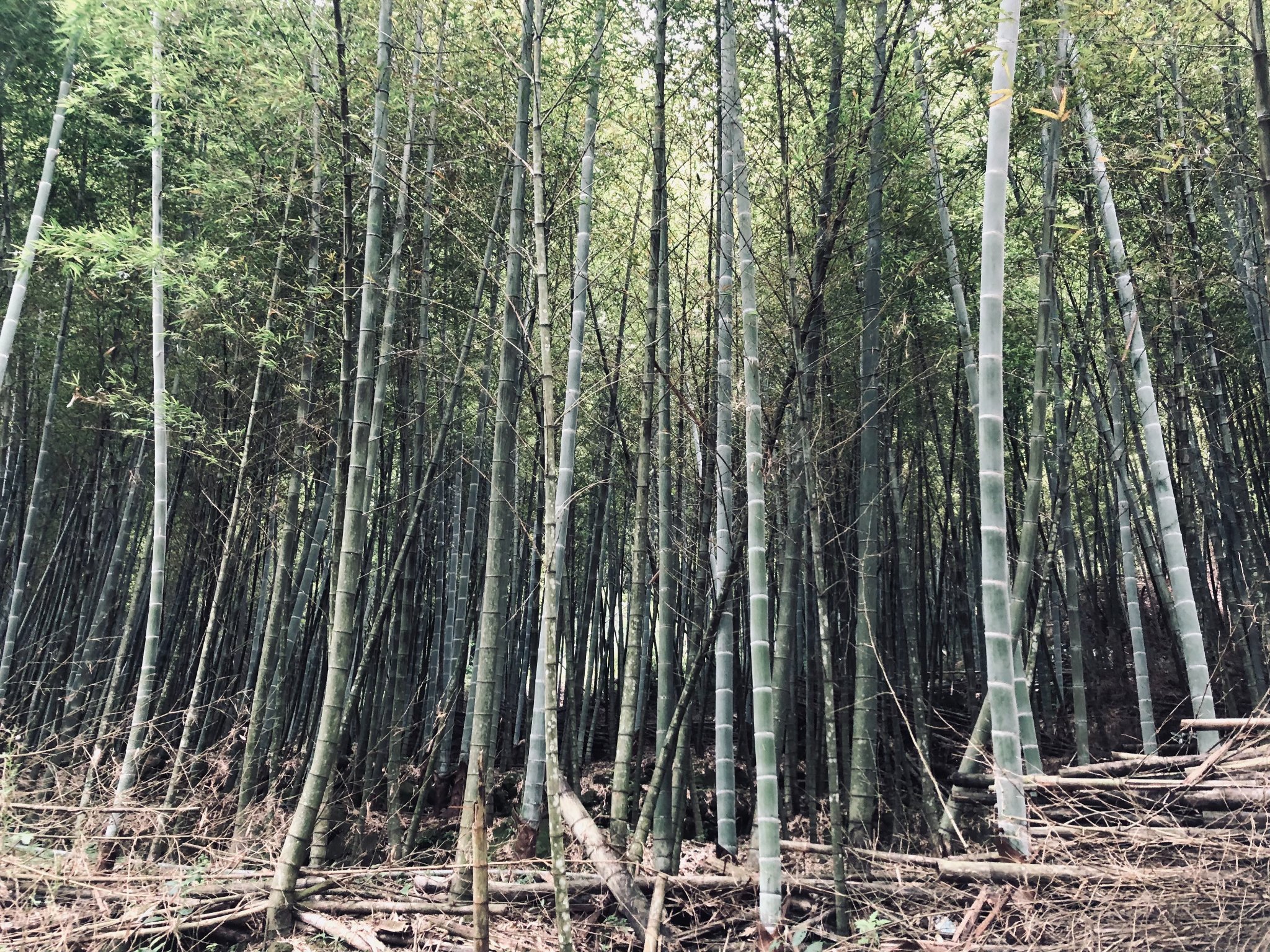 新北市三峽是產筍的知名產地。新北市客家局