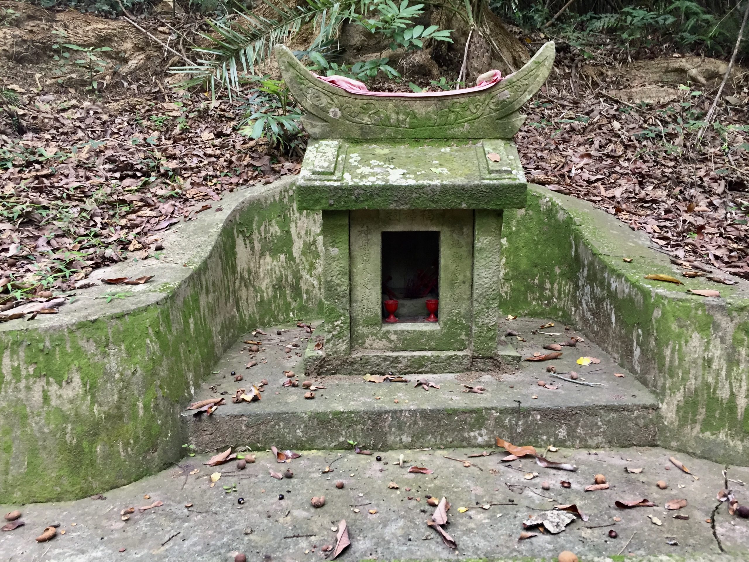 百年牛眼樹太高大不易採摘，牛眼掉滿地，打到田頭伯公。蕭秀琴攝