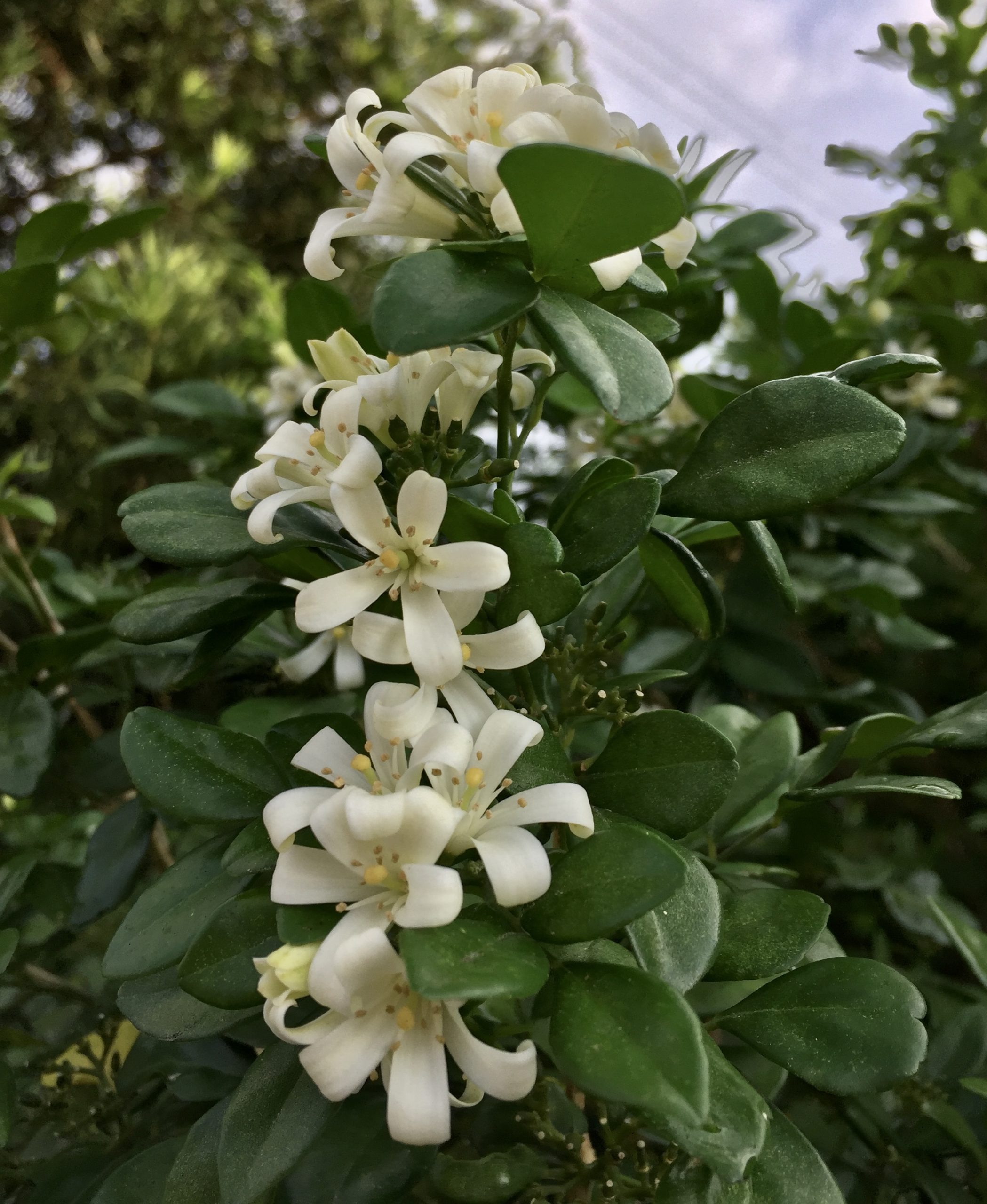 七里香是客庒常見的樹籬。蕭秀琴攝