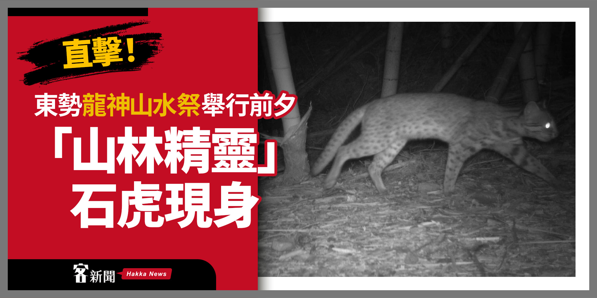 直擊！東勢「龍神山水祭」舉行前夕　「山林精靈」石虎現身