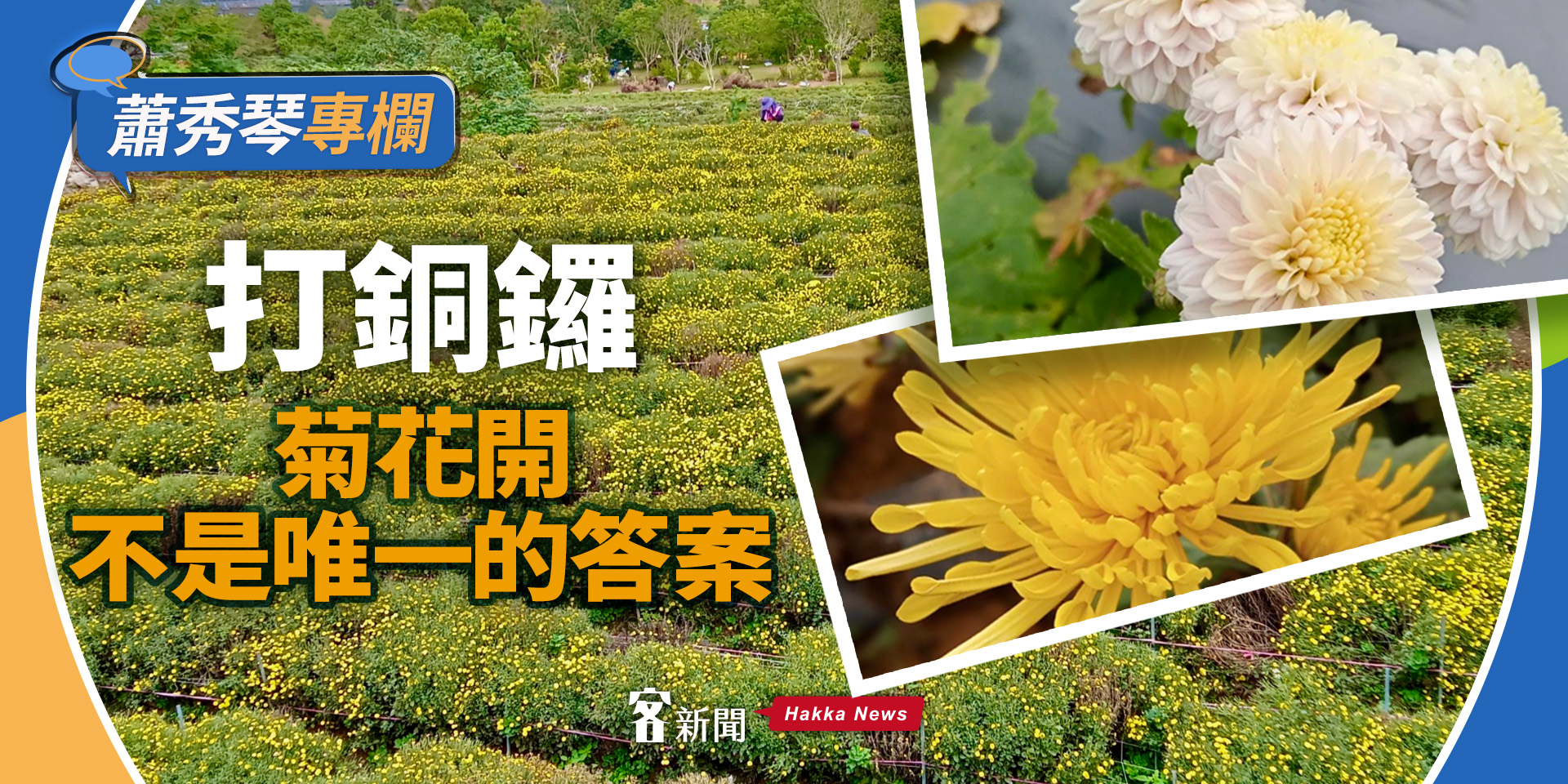 蕭秀琴專欄／打銅鑼，菊花開不是唯一的答案