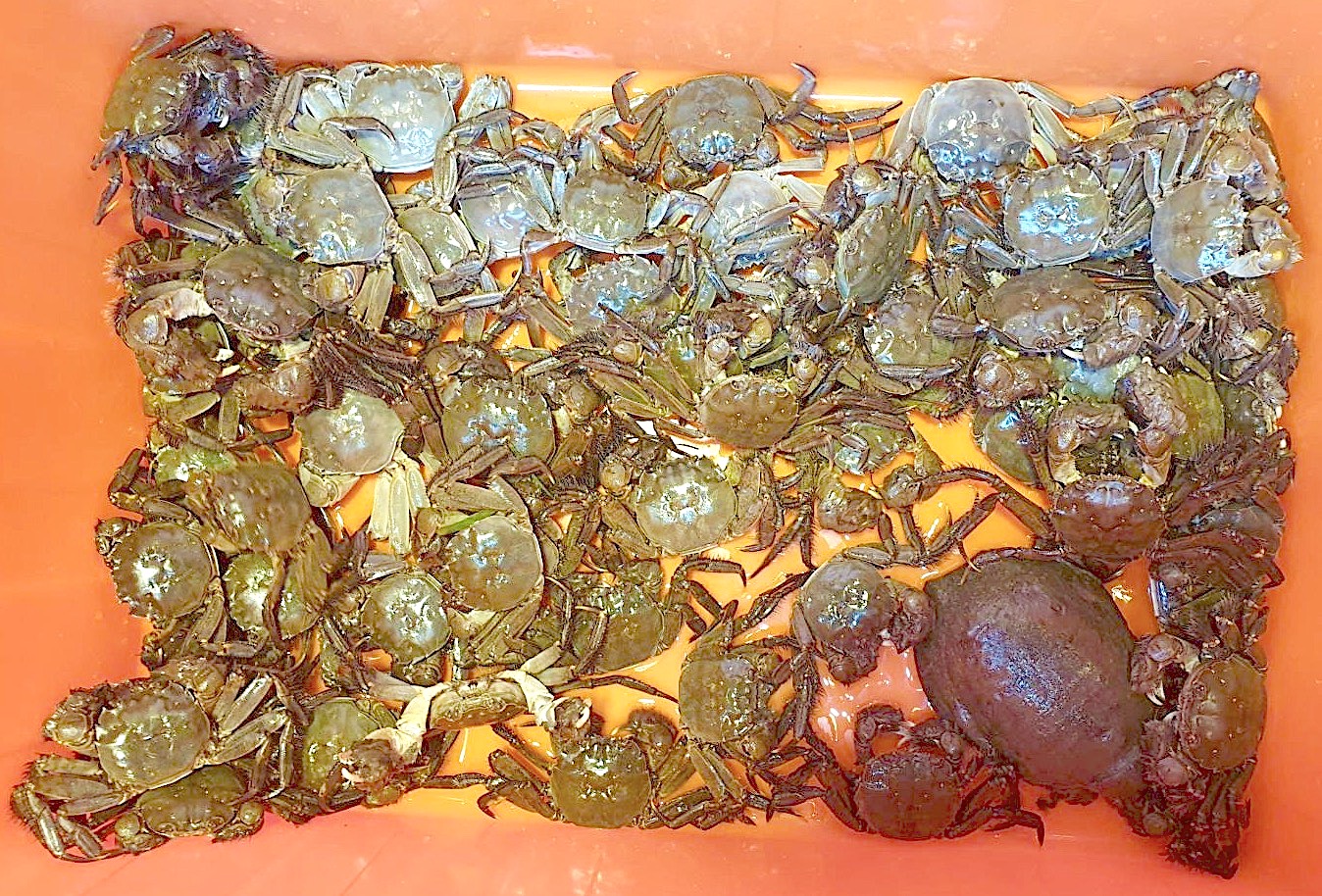 帶著客家風情的旬味中港溪毛蟹。攝影／陳光軒