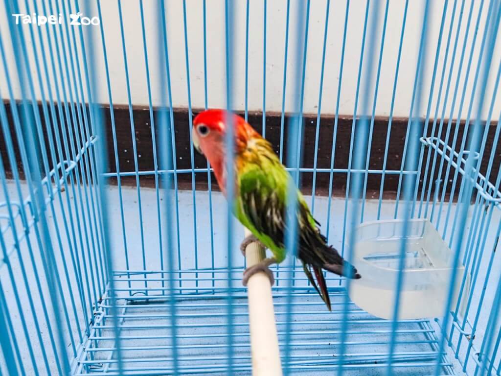 來路不明鸚鵡釀園區大清消　北市動物園：別帶寵物來丟棄